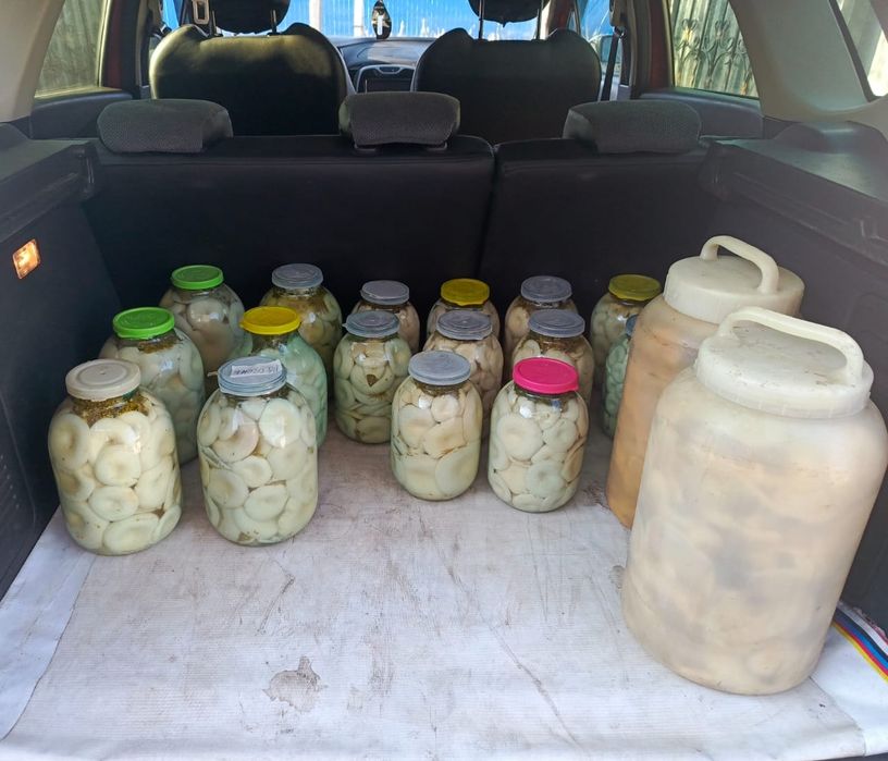 Продам грибы грузди