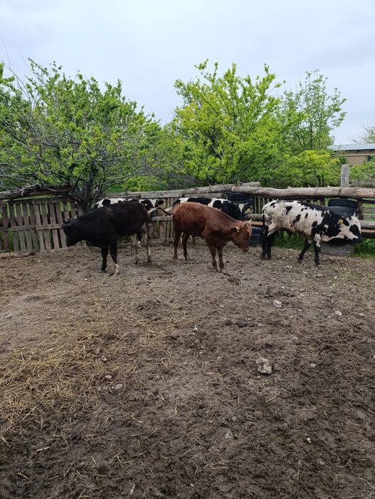 Продам хороших бычков