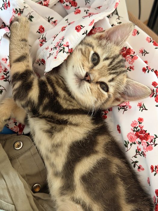 Котята породы скоттиш страйт 2мес