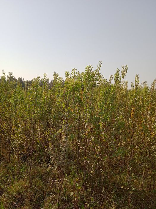 Manzarali va mevali kuchatlar  1.5mdan 3.5 metrgacha termiz