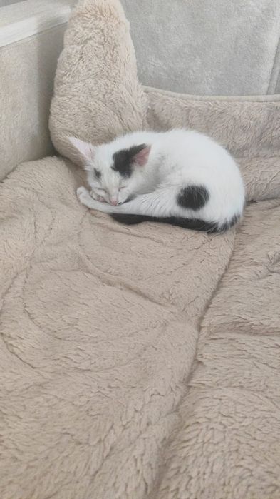 Бело-черный кот, окрас смокинговый.