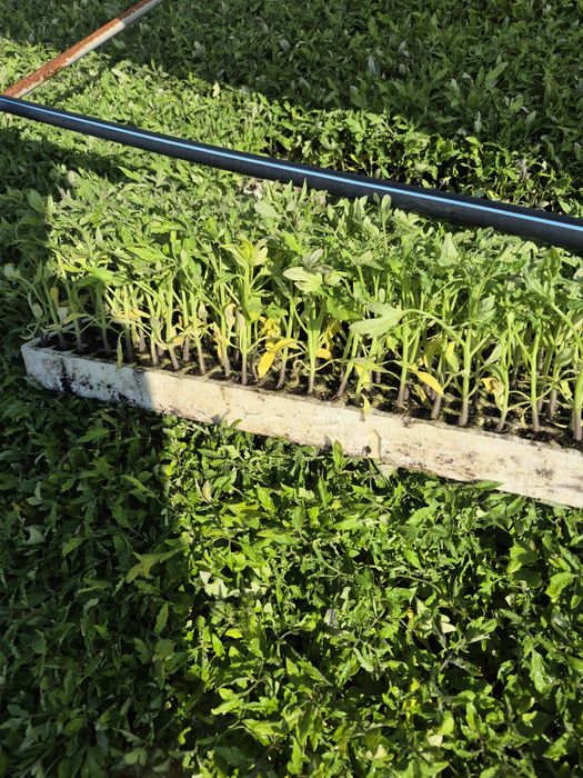 Разсад Домати 9️⃣ цента