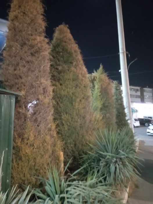 Archa kesish dorilash xizmati