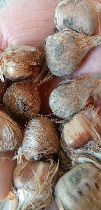 Шафранови луковици