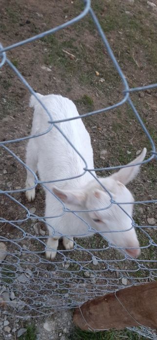 Vând țăpișor din rasa saanen