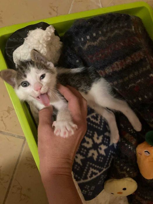 Морско котенце си търси дом!