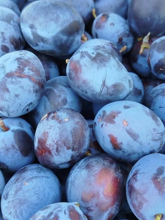 Prune  de tuica coapte