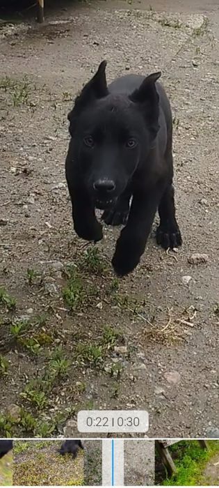 Вео овчарка девочка