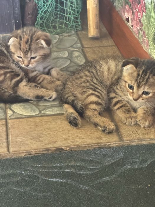 Шотландские котята