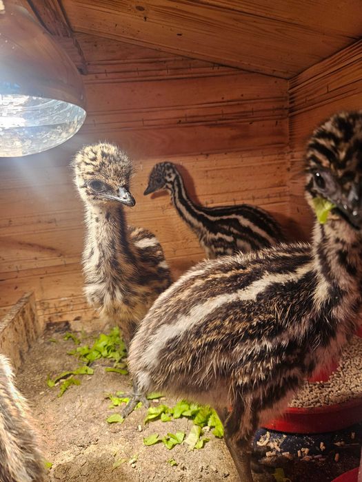 Ему - 4 бебетата и две големи