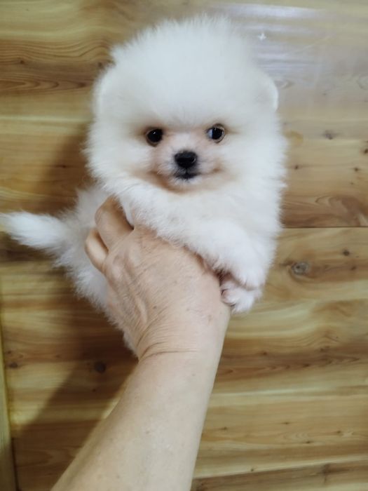 Померанский шпиц