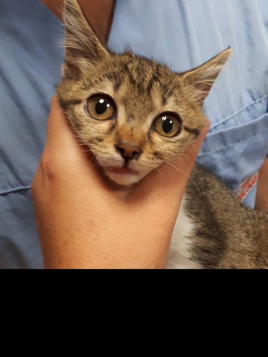 Търся изгубена котка (с парично възнаграждение по договаряне)