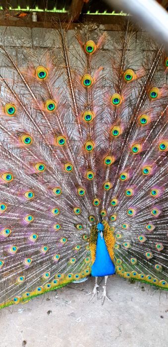 Павлин 60000 продам