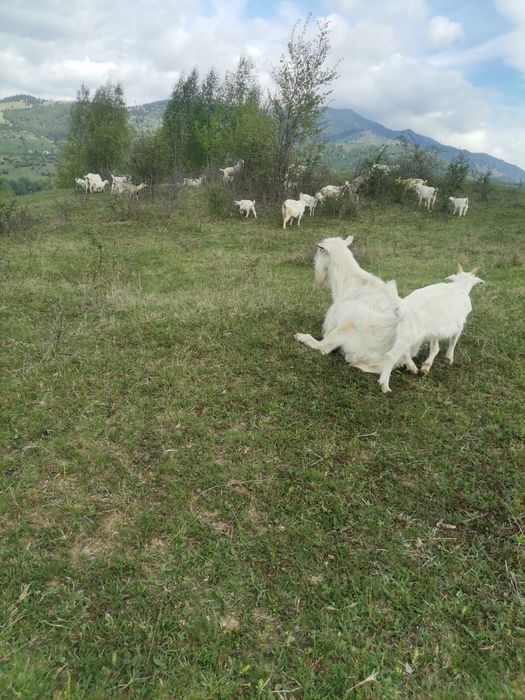 Vand 50 de capre Saanen si Anglonubian