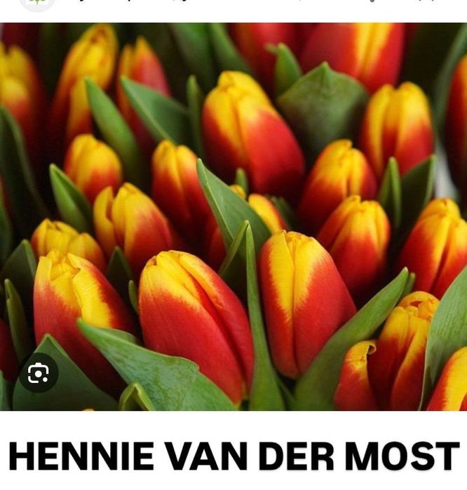 Тюльпаны  Шикарные Оптом и В Розницу