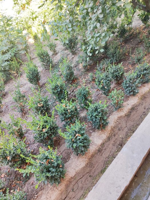 Shamshod koʻchatlari