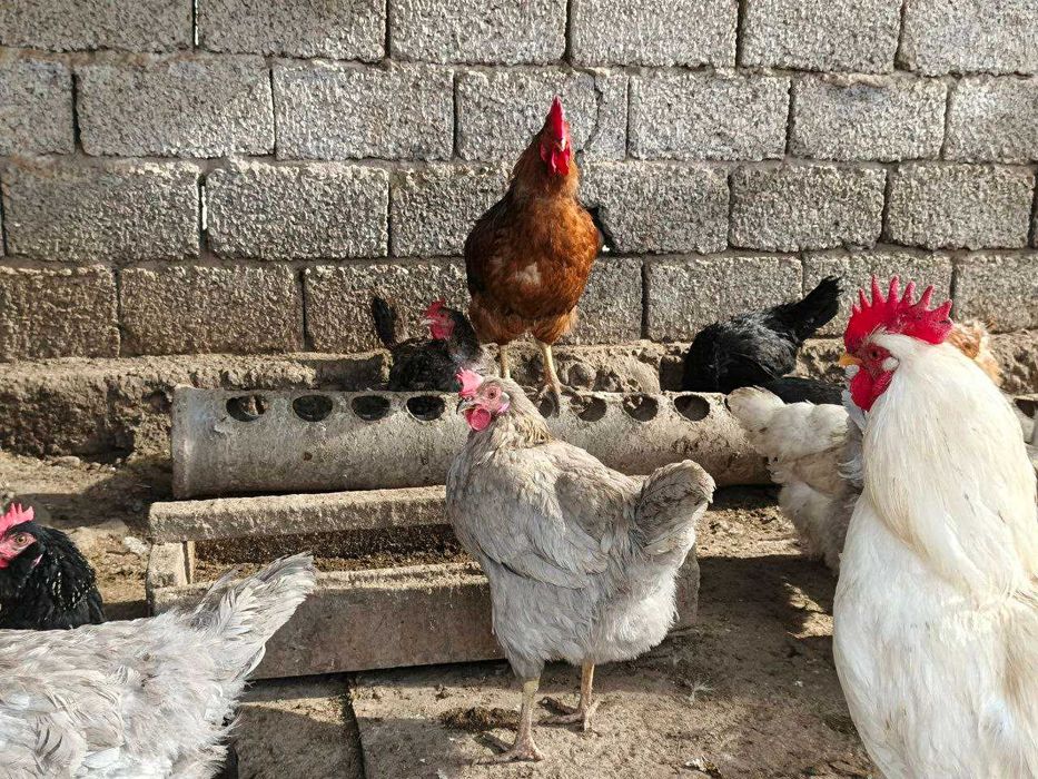 Продаются петухи