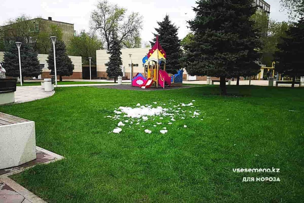 Морозоустойчивый газон. 2 вида на выбор.