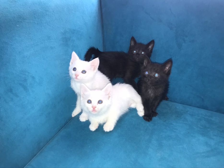 отдам котят бесплатно