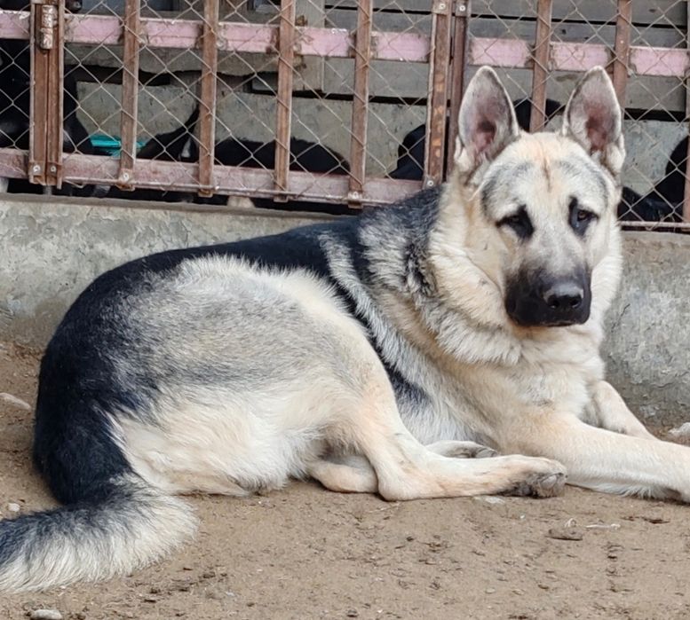 Щенки восточно-европейской овчарки