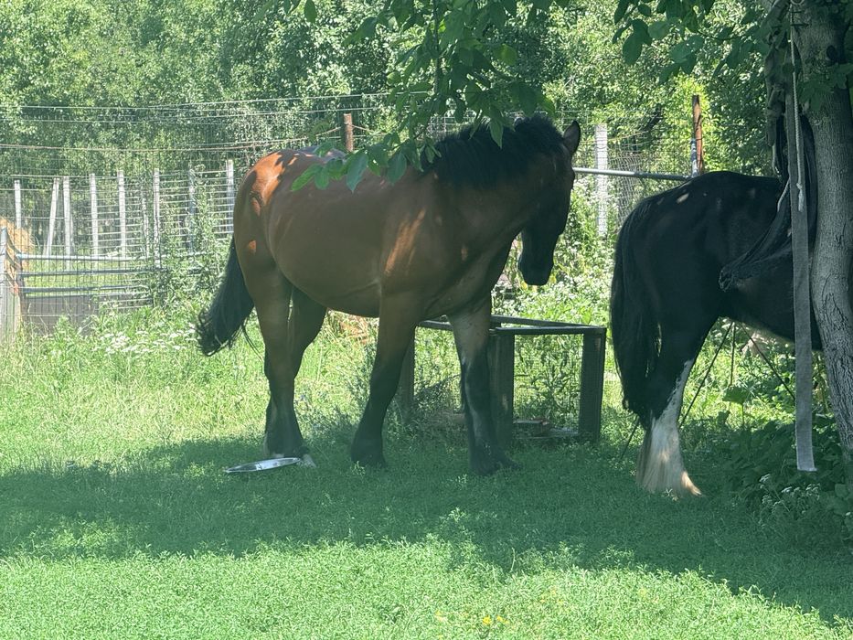 Iepe de vanzare sau iepe + manz