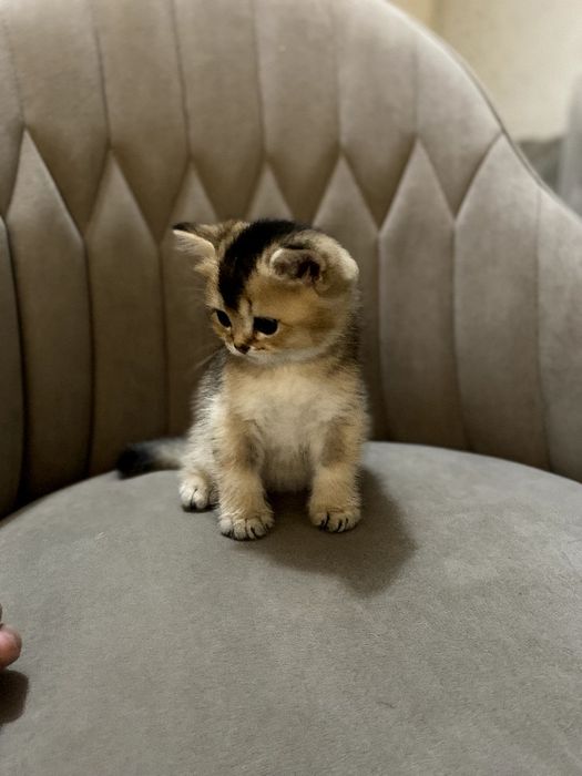 Продам Британские котята шиншилла