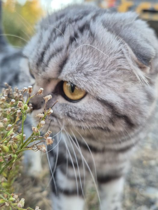Продам кошку скоттиш фолд