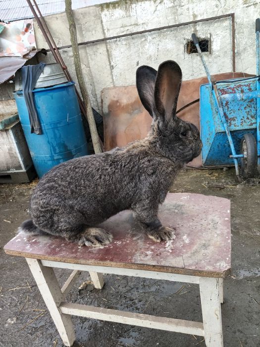 Disponibil mascul și femele de uriaș german