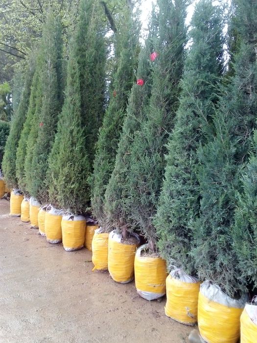 Gazon archalar lanshaft