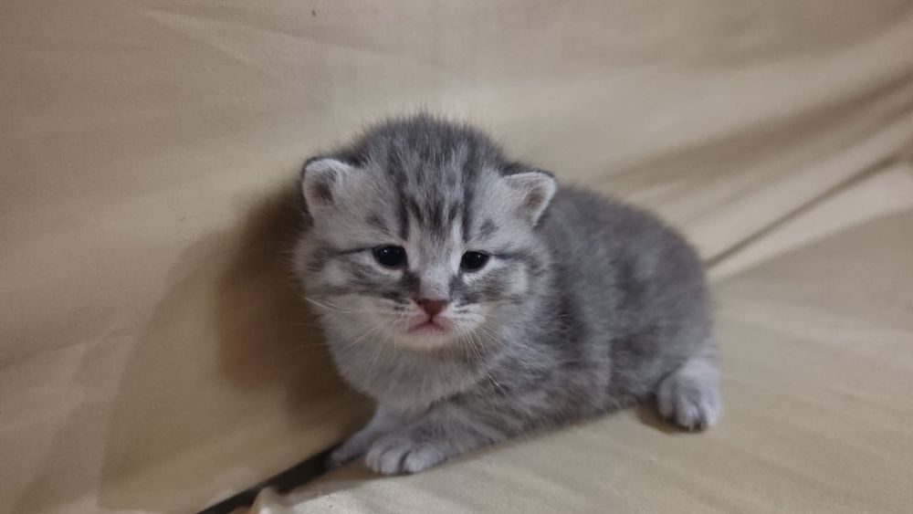 Продаётся милый котенок