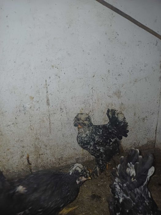 Oua incubat gaini de casă