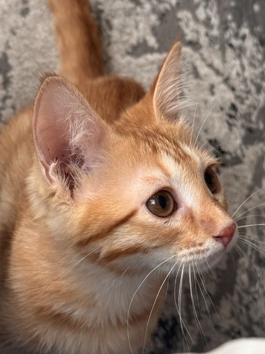 Котенок мальчик! ДАРОМ