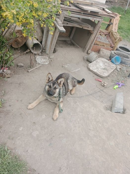 Неміс апшаркасы сатылады