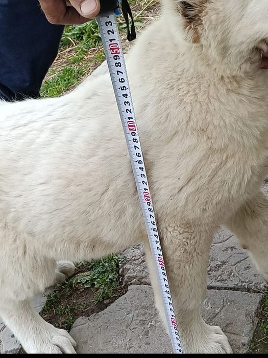 Продам щенка Тобета. 3 месяца.