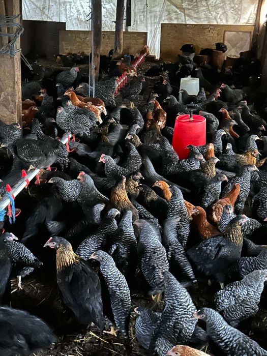 Кокошки Супер Харко