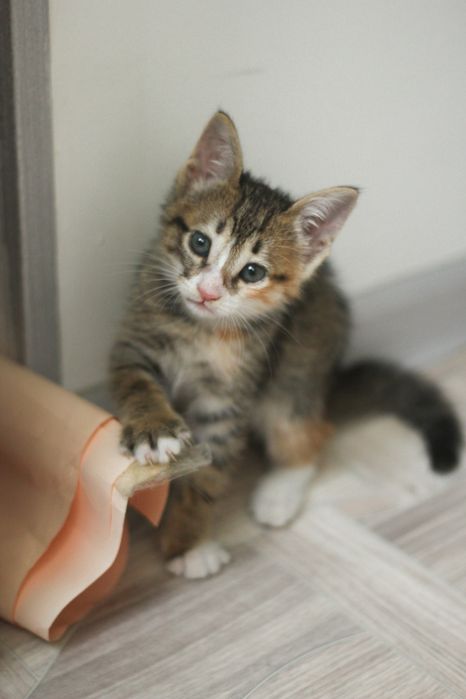 Котенок в добрые руки
