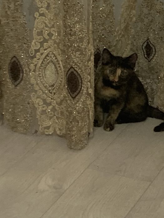 Отдам котенка,девочка 2 месяца