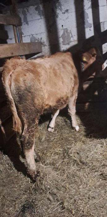 De vânzare 2 junici