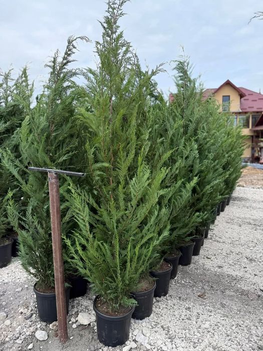 Plante ornamentale