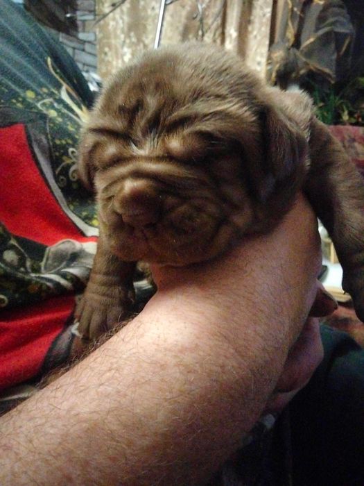 Щенки мастино наполетано