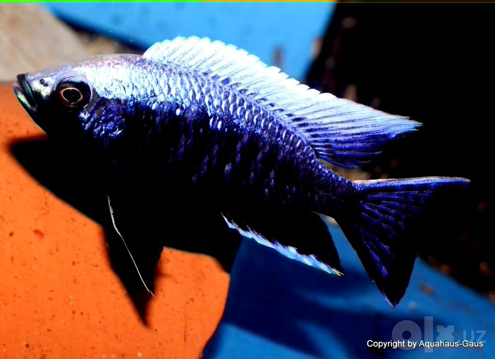 Capadachhromis mloto