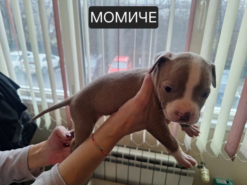 Американски Питбул териер