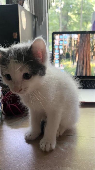Котенок мальчик 2 месяца