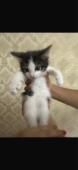 отдам домашнего котенка (девочка) в добрые руки,всего пару месяцев