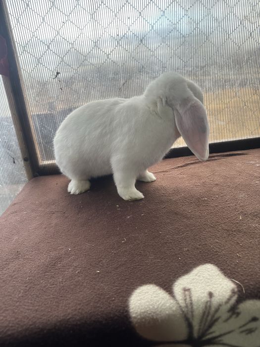 Iepuri berbec german