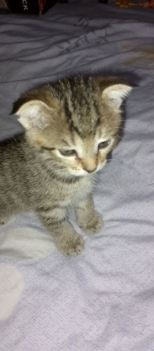 Породистые котята