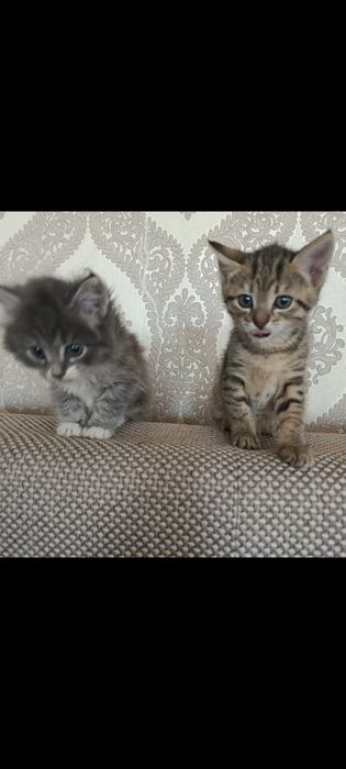 Отдам в хорошие руки