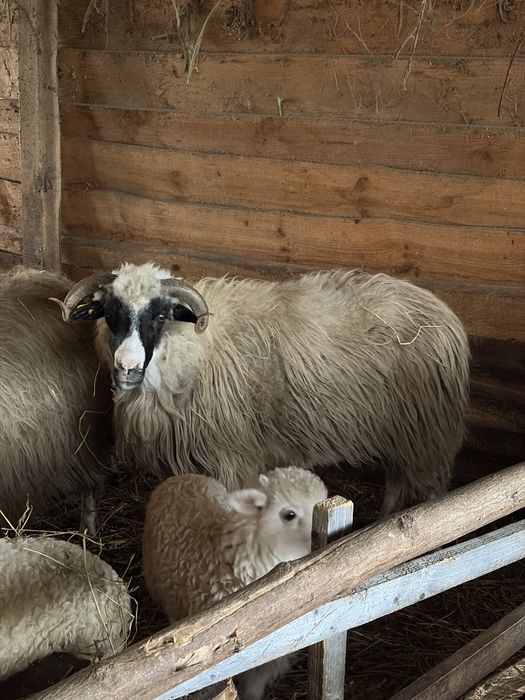 De vanzare oi cu miei