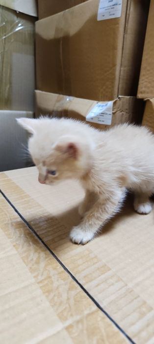 Отдам котенка в добрые руки