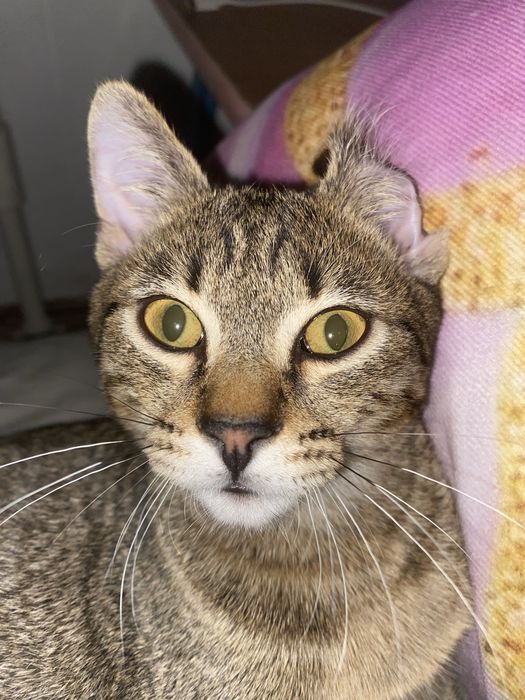 Отдам котенка (6 месяцев) в хорошие руки!